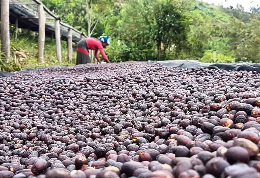 Coffee cherries drying at Gera estate